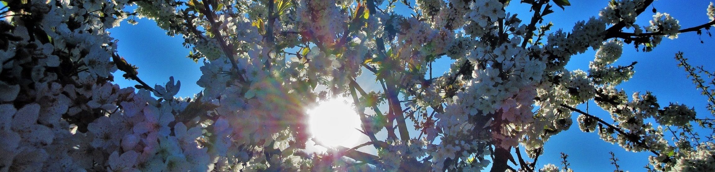 Sommer
