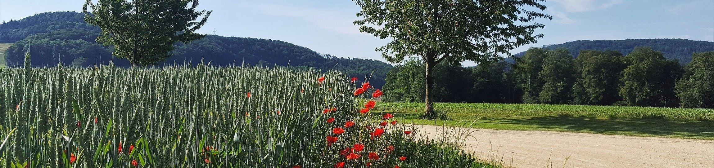 Sommer