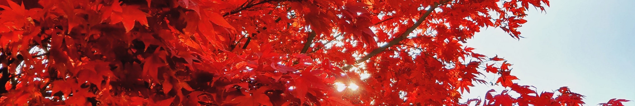 Herbst