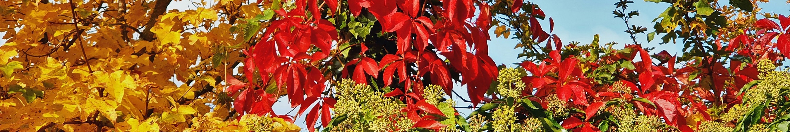 Herbst