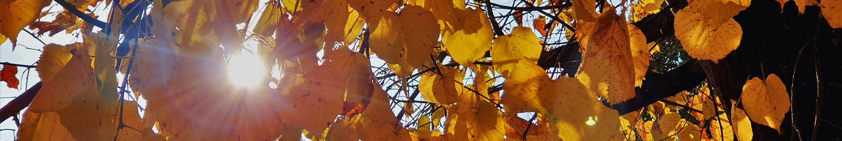 Herbst
