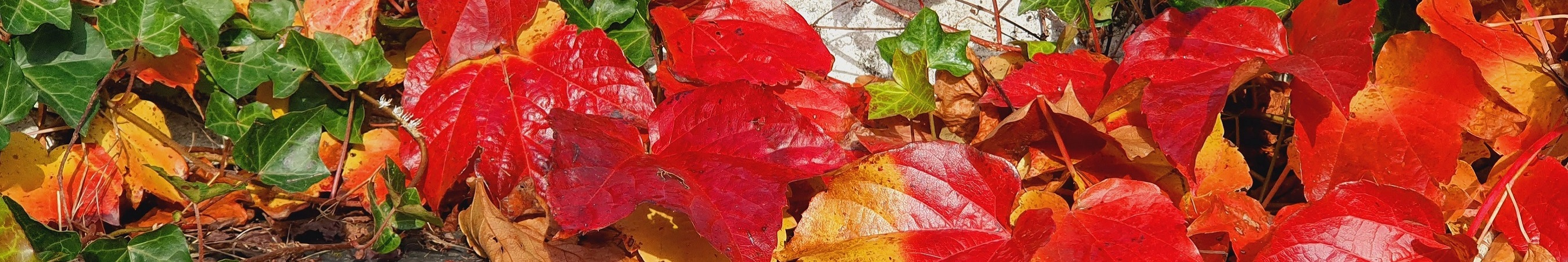 Herbst