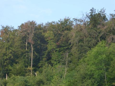 Trockenheitsschäden an Buchen und anderen Laubbäumen